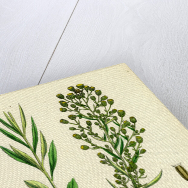 Erigeron Canadensis Canadian Fleabane by Anonymous