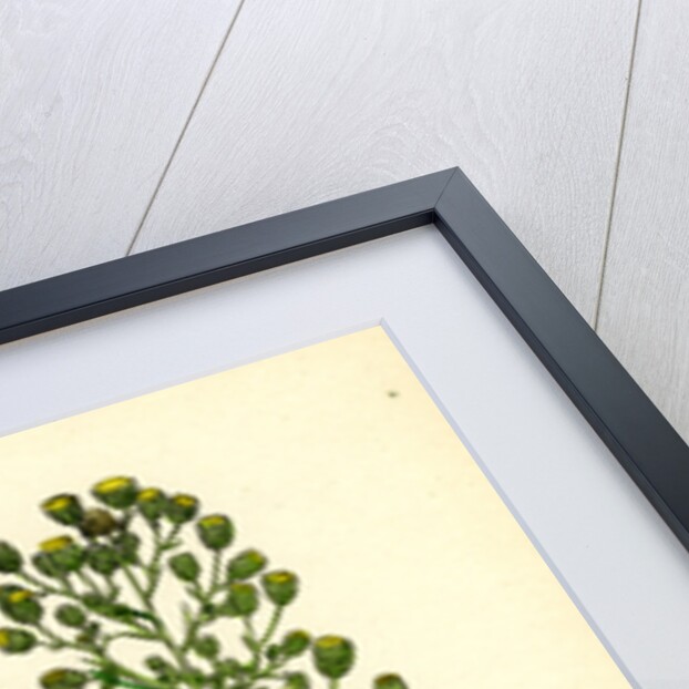 Erigeron Canadensis Canadian Fleabane by Anonymous