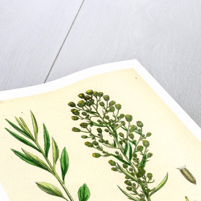 Erigeron Canadensis Canadian Fleabane by Anonymous