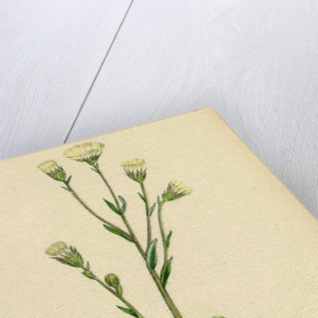 Erigeron Acris Blue Fleabane by Anonymous