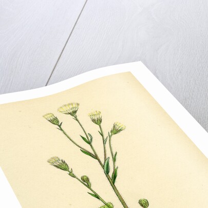 Erigeron Acris Blue Fleabane by Anonymous