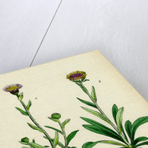 Erigeron Alpinus Alpine Fleabane by Anonymous