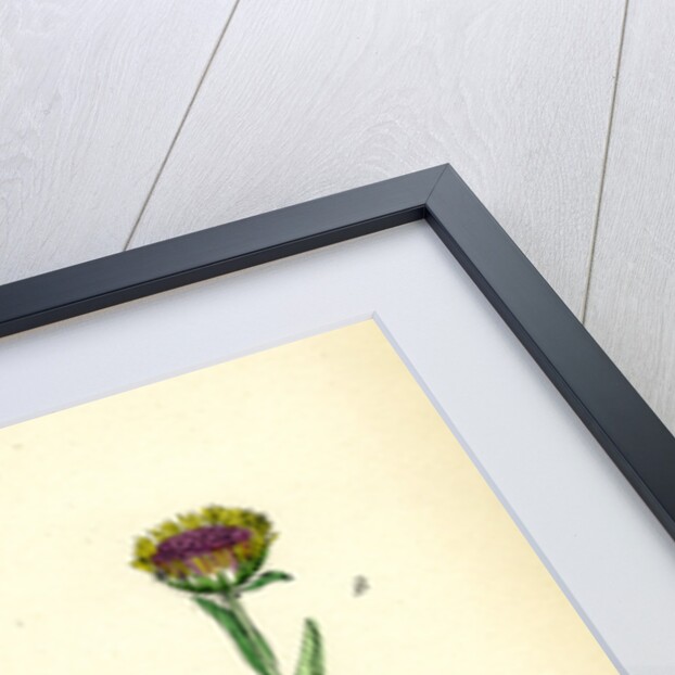 Erigeron Alpinus Alpine Fleabane by Anonymous