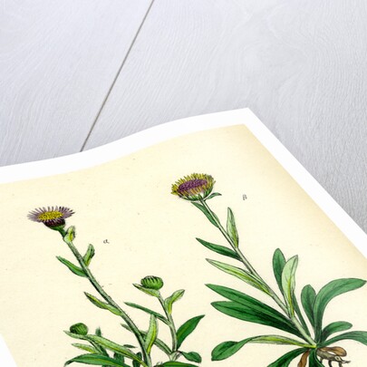 Erigeron Alpinus Alpine Fleabane by Anonymous