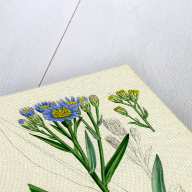 Aster Tripolium Sea-Side Aster by Anonymous