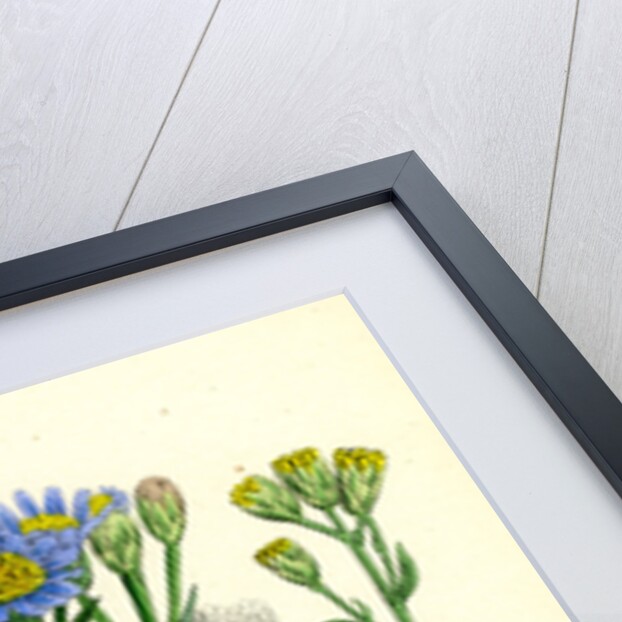 Aster Tripolium Sea-Side Aster by Anonymous