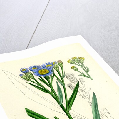 Aster Tripolium Sea-Side Aster by Anonymous