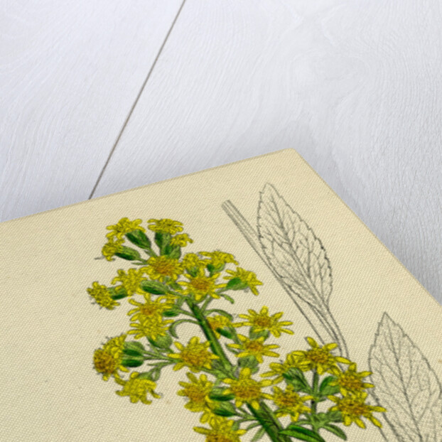 Solidago Virga-Aurea Var. Genuina Common Golden-Rod Var. A. by Anonymous