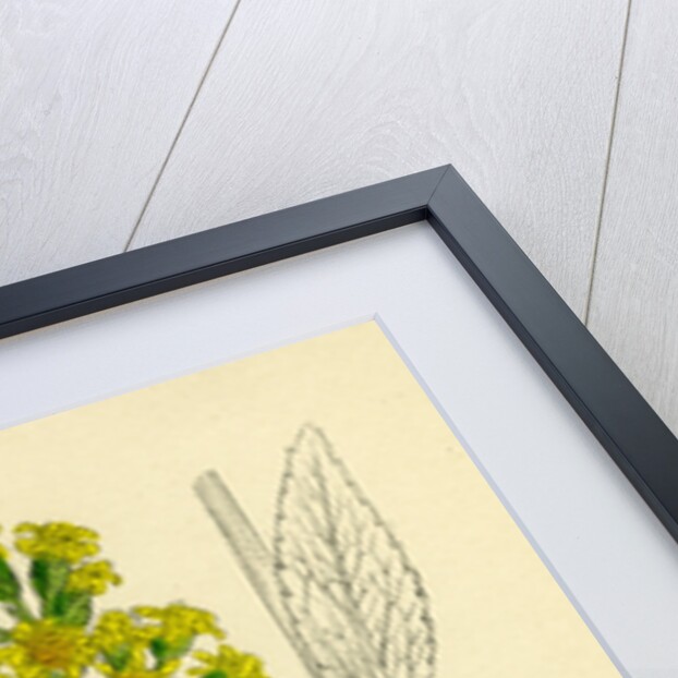 Solidago Virga-Aurea Var. Genuina Common Golden-Rod Var. A. by Anonymous