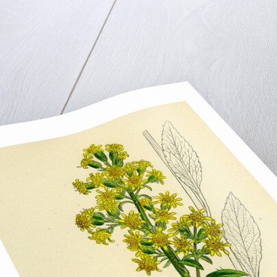 Solidago Virga-Aurea Var. Genuina Common Golden-Rod Var. A. by Anonymous