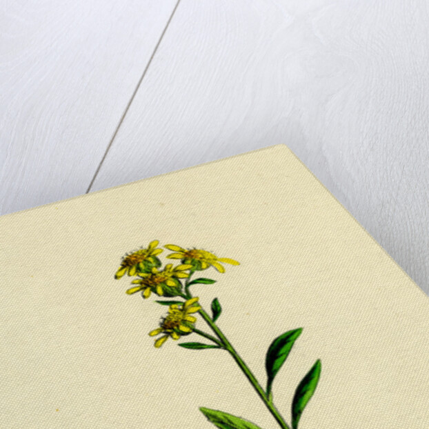 Solidago Virga-Aurea Var. Cambrica Common Golden-Rod Var. Y. by Anonymous