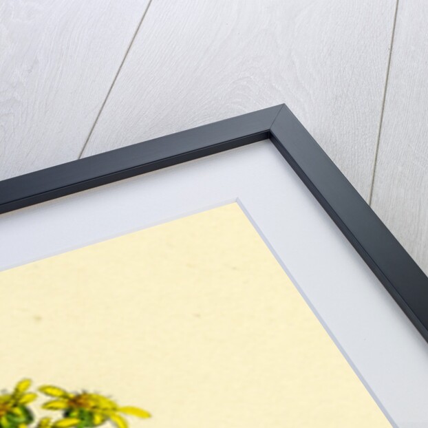 Solidago Virga-Aurea Var. Cambrica Common Golden-Rod Var. Y. by Anonymous