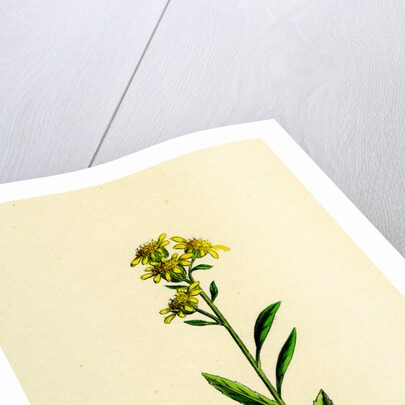 Solidago Virga-Aurea Var. Cambrica Common Golden-Rod Var. Y. by Anonymous