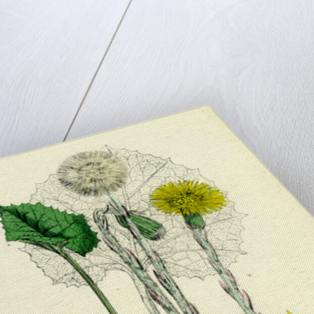 Tassilago Farfara Common Coltsfoot by Anonymous