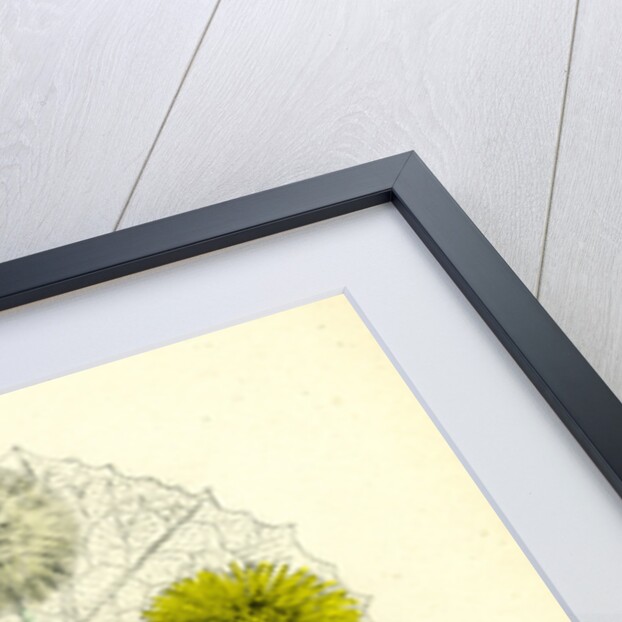 Tassilago Farfara Common Coltsfoot by Anonymous