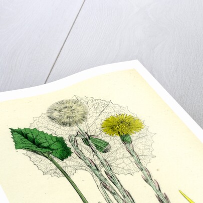 Tassilago Farfara Common Coltsfoot by Anonymous