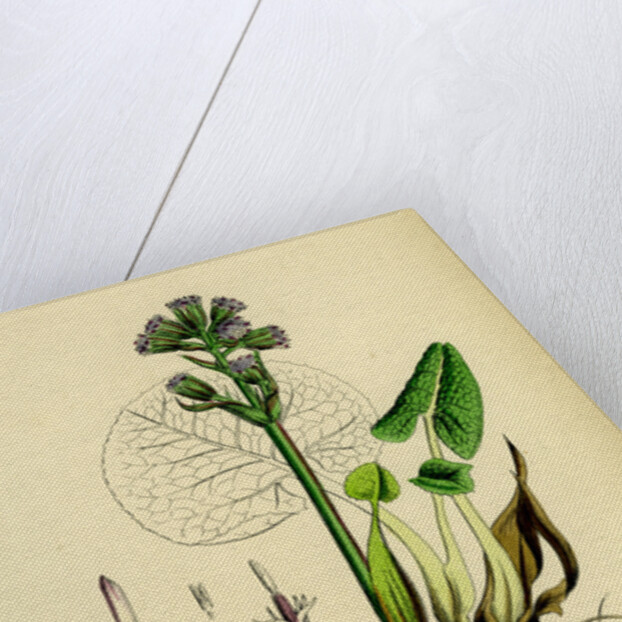 Petasites Fragrans Sweet-Scented Coltsfoot by Anonymous