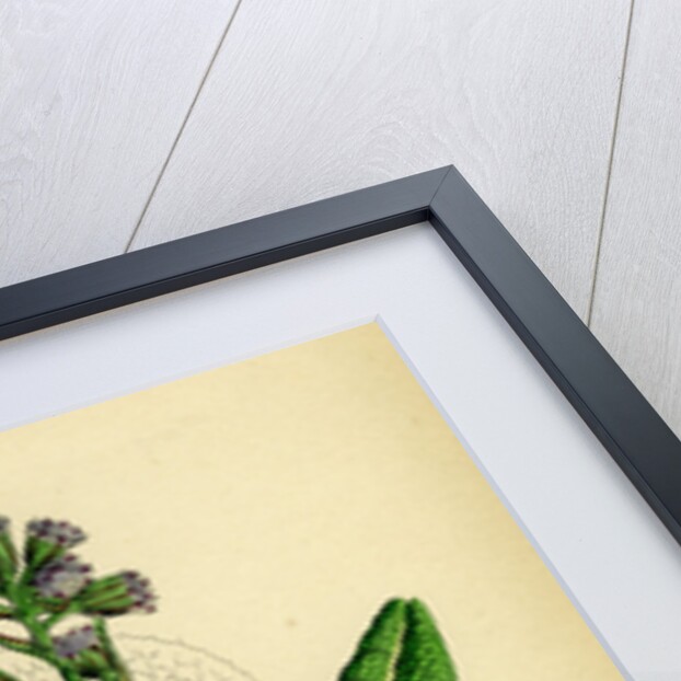 Petasites Fragrans Sweet-Scented Coltsfoot by Anonymous