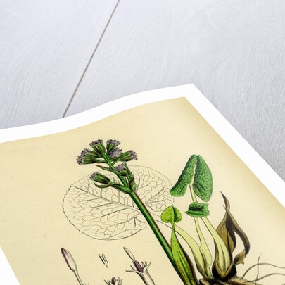 Petasites Fragrans Sweet-Scented Coltsfoot by Anonymous