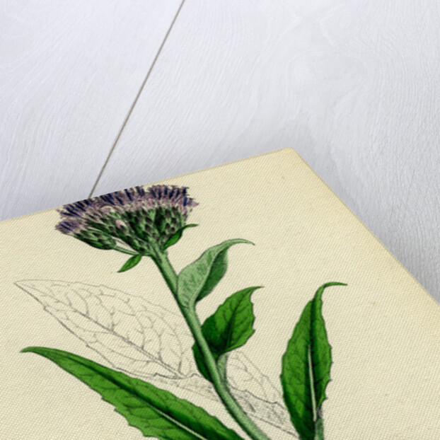 Saussurea Alpina Alpine Saussurea by Anonymous