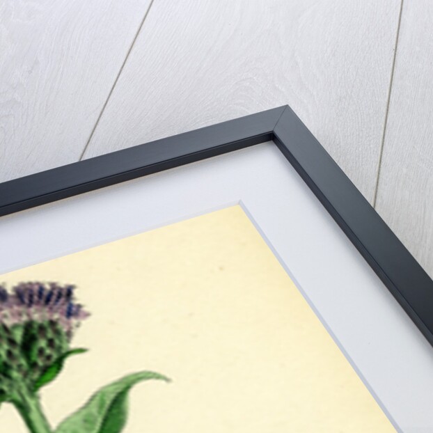 Saussurea Alpina Alpine Saussurea by Anonymous