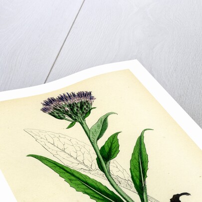 Saussurea Alpina Alpine Saussurea by Anonymous