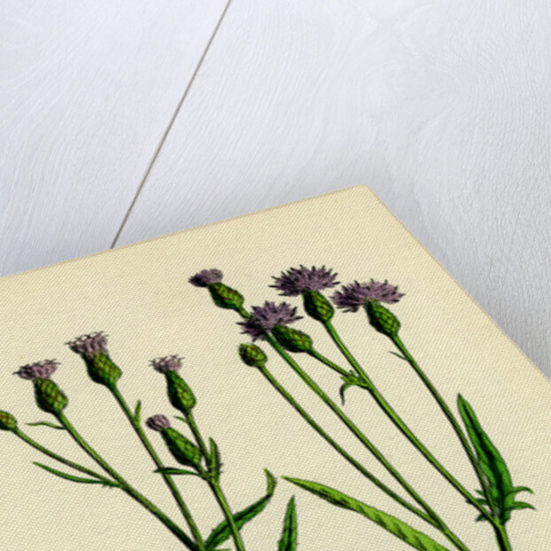 Serratula Tinctoria Common Saw-Wort by Anonymous