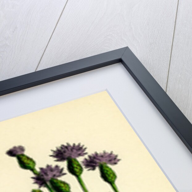 Serratula Tinctoria Common Saw-Wort by Anonymous