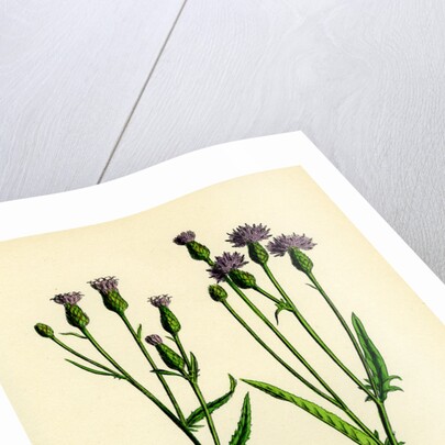 Serratula Tinctoria Common Saw-Wort by Anonymous