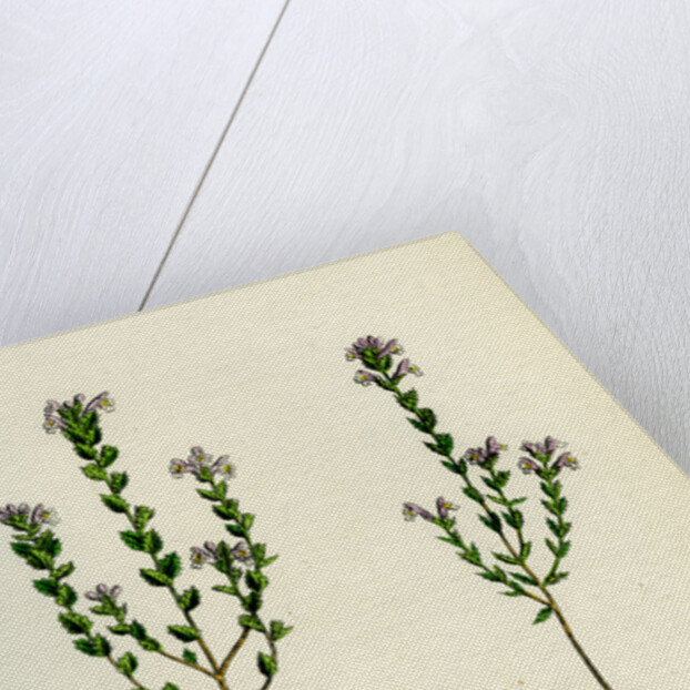 Euphrasia Officinalis Var. Gracilis Common Eyebright Var. B. by Anonymous