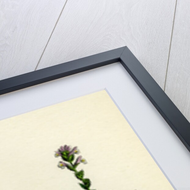 Euphrasia Officinalis Var. Gracilis Common Eyebright Var. B. by Anonymous