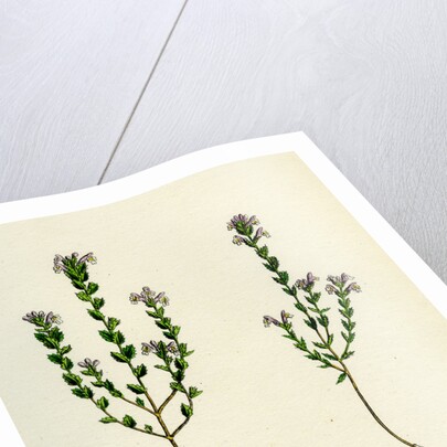 Euphrasia Officinalis Var. Gracilis Common Eyebright Var. B. by Anonymous