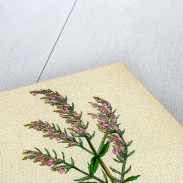 Bartsia Odontites Red Bartsia by Anonymous