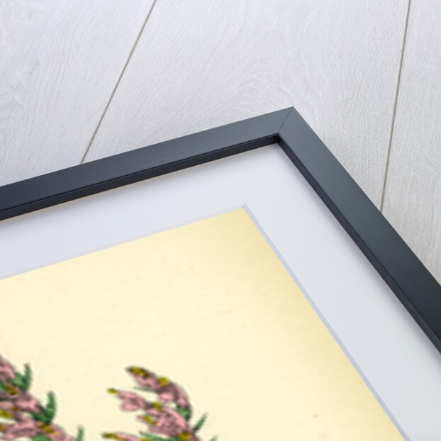 Bartsia Odontites Red Bartsia by Anonymous