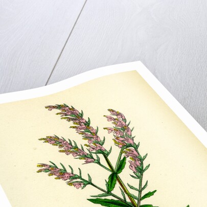 Bartsia Odontites Red Bartsia by Anonymous