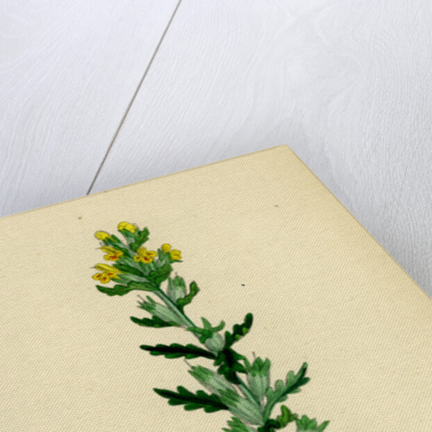 Bartsia Viscosa Yellow Bartsia by Anonymous