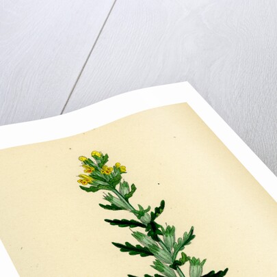 Bartsia Viscosa Yellow Bartsia by Anonymous