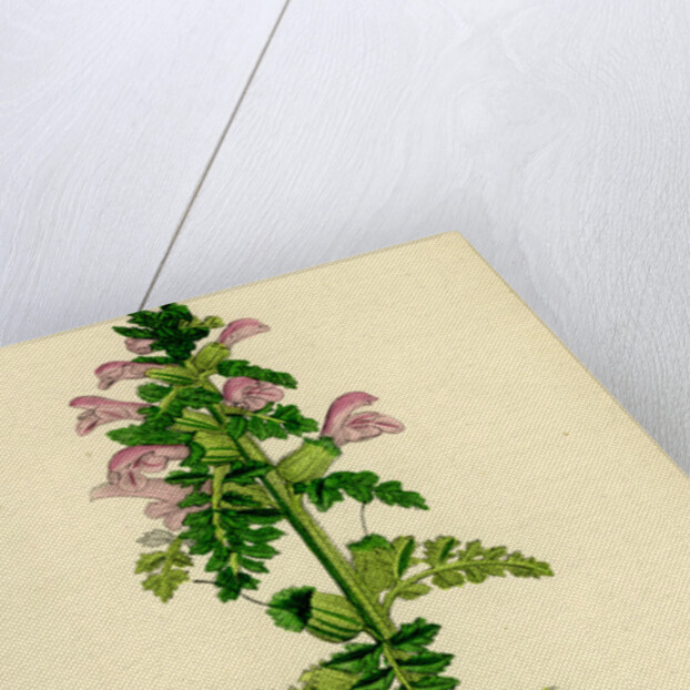 Pedicularis Palustris Upright Lousewort by Anonymous