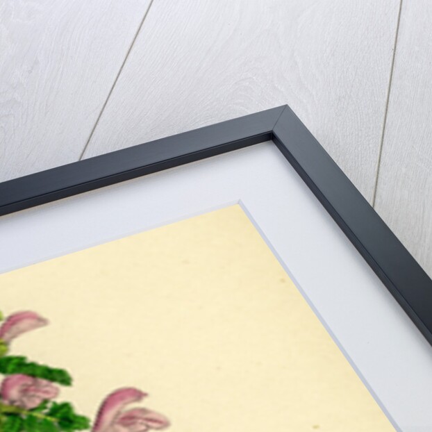 Pedicularis Palustris Upright Lousewort by Anonymous