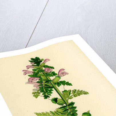 Pedicularis Palustris Upright Lousewort by Anonymous