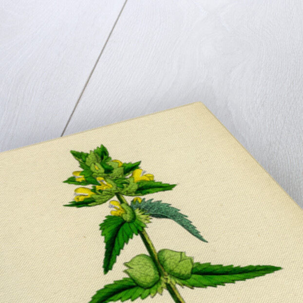 Rhinanthus Minor Common Yellow-Rattle by Anonymous