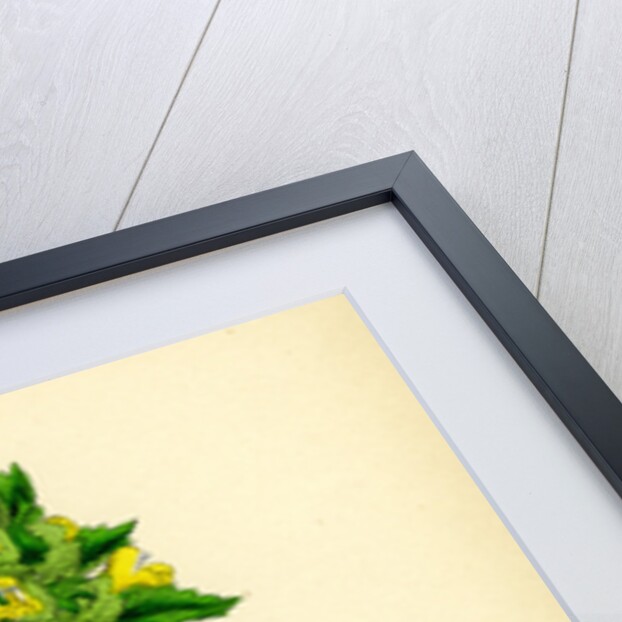 Rhinanthus Minor Common Yellow-Rattle by Anonymous