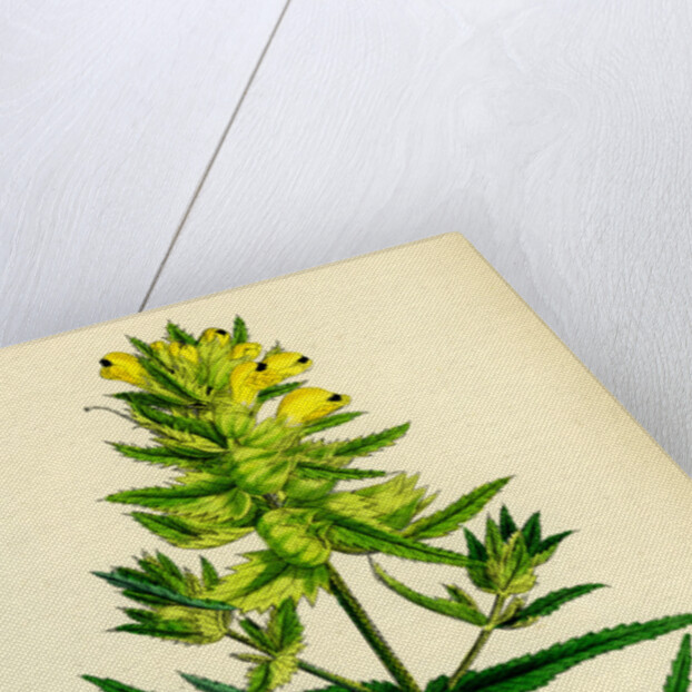 Rhinanthus Major Greater Yellow-Rattle by Anonymous