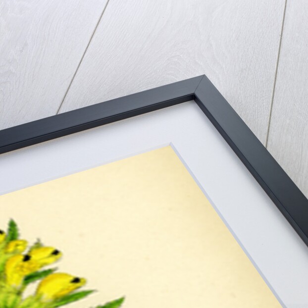 Rhinanthus Major Greater Yellow-Rattle by Anonymous