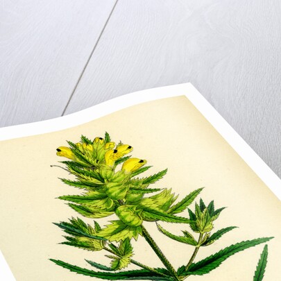 Rhinanthus Major Greater Yellow-Rattle by Anonymous