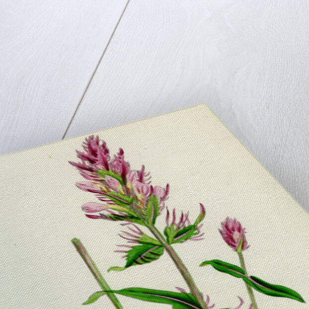 Melampyrum Arvense Field Cow-Wheat by Anonymous