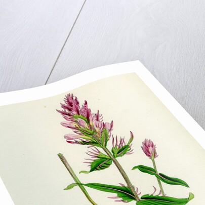 Melampyrum Arvense Field Cow-Wheat by Anonymous