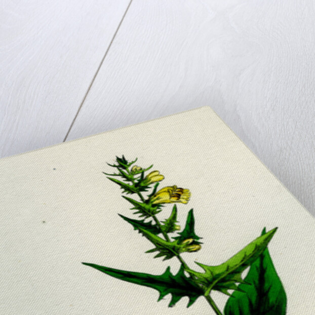 Melampyrum Pratense Var. Latifolium Common Cow-Wheat Var. A. by Anonymous