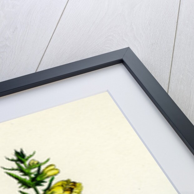 Melampyrum Pratense Var. Latifolium Common Cow-Wheat Var. A. by Anonymous