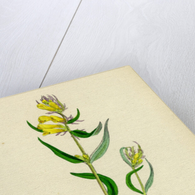 Melampyrum Pratense Var. Vulgare Common Cow-Wheat Var. B. by Anonymous